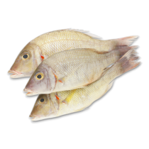 JONA 小黄鱼 12pcs 1kg | JONA Yellow Croakers Wild WR 12pcs 1kg