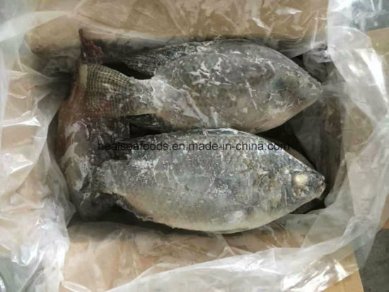 ASEA Black Tilapia 500-800g Whole 500-800g