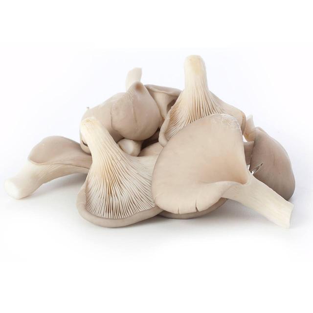 oyster mushroom / kg | 平菇 (称重 )