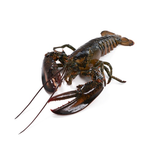 新鲜龙虾(500-600g) / kg | Fresh Canadian lobster/kg