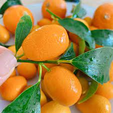Kumquats 1kg | 新鲜 金桔 1kg