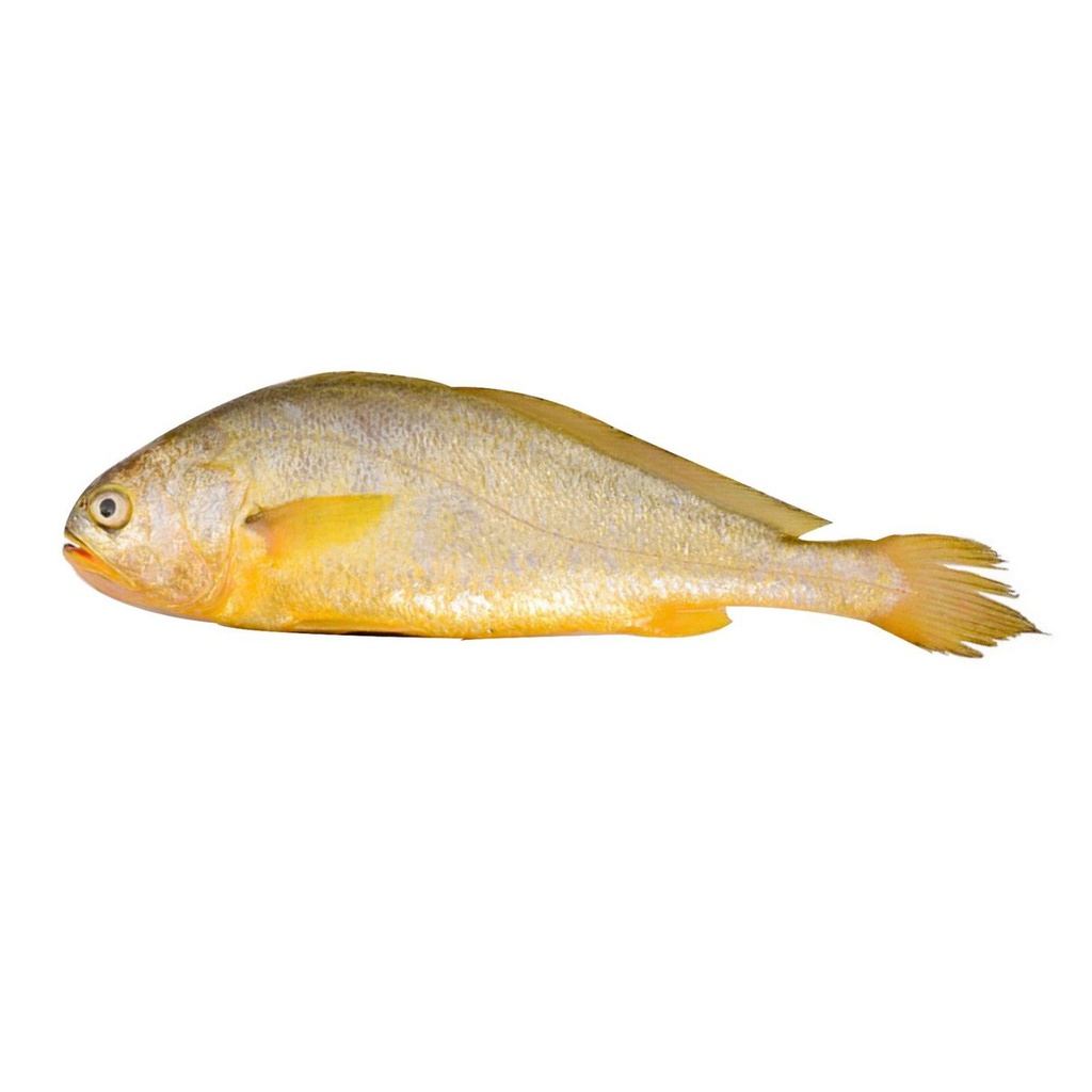 Big Yellow Croaker 500g | 大黄鱼 500g