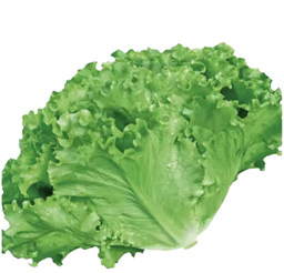 [10103] Guangdong Lettuce kg | 广东生菜 kg
