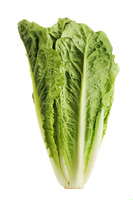 [10103] Romana Lettuce kg | 罗马生菜 kg